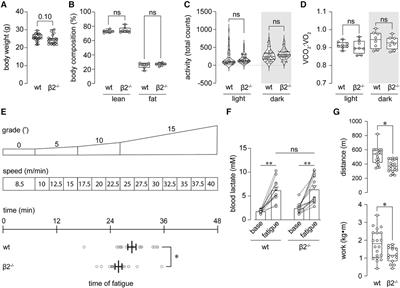 Kv beta complex facilitates exercise-induced augmentation of myocardial perfusion and cardiac growth
